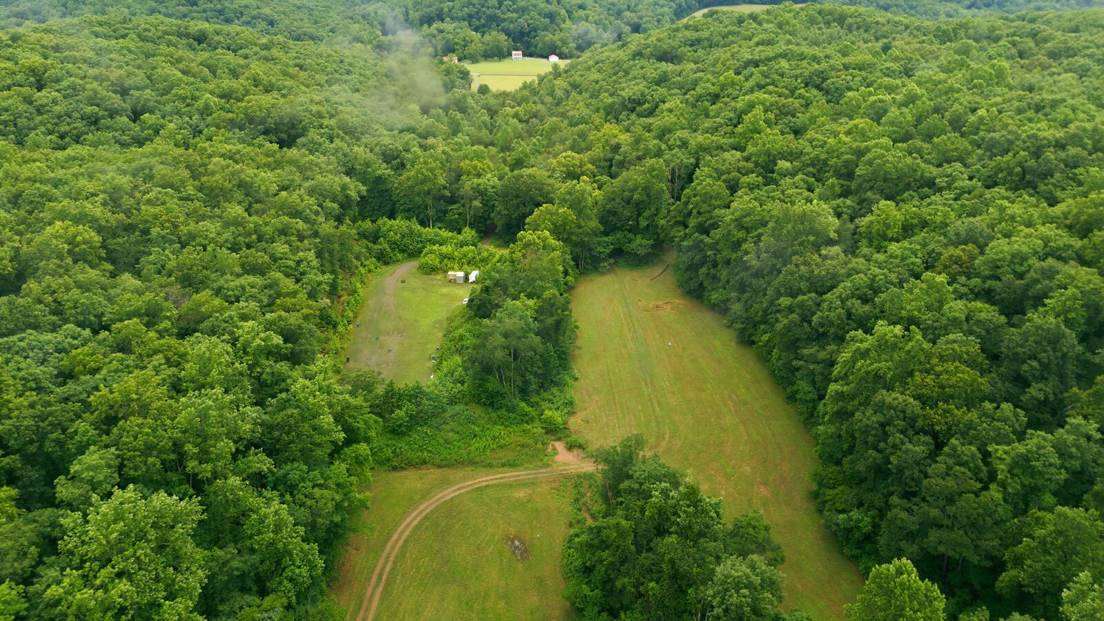 Green hollow winding through the forest